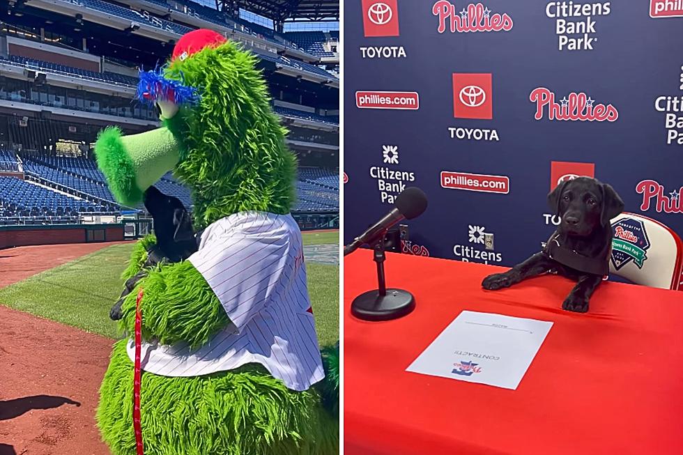 Meet Major, The Adorable Service Pup-In-Training At The Philadelphia Phillies!