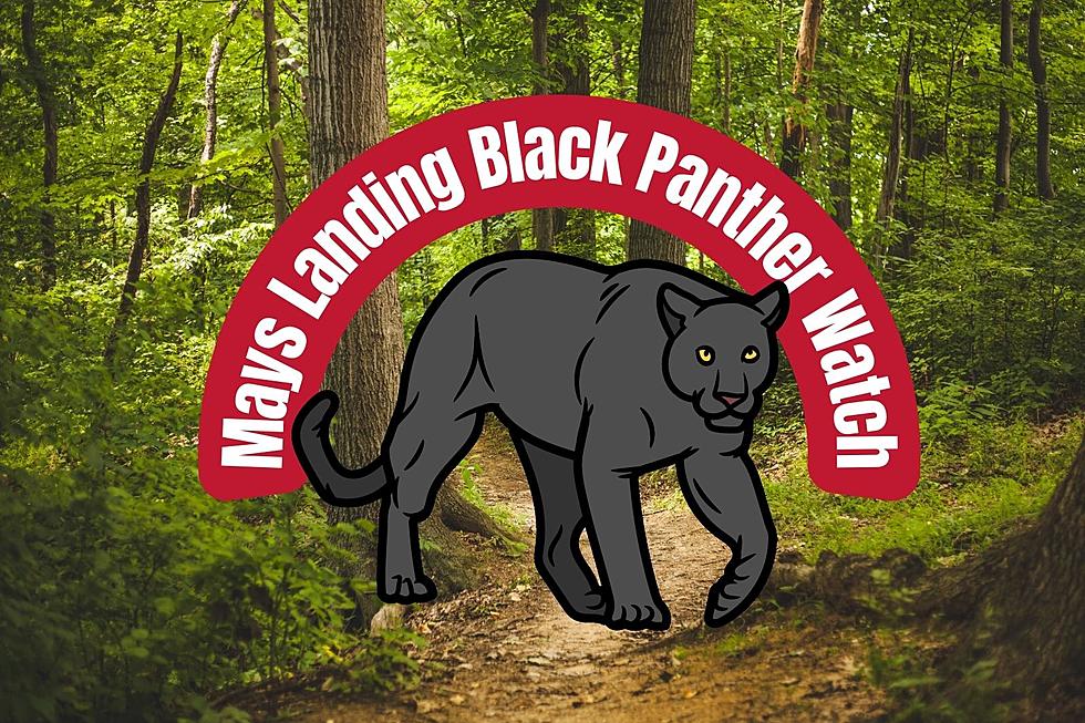 Is there a Black Panther Loose in Mays Landing, NJ?!