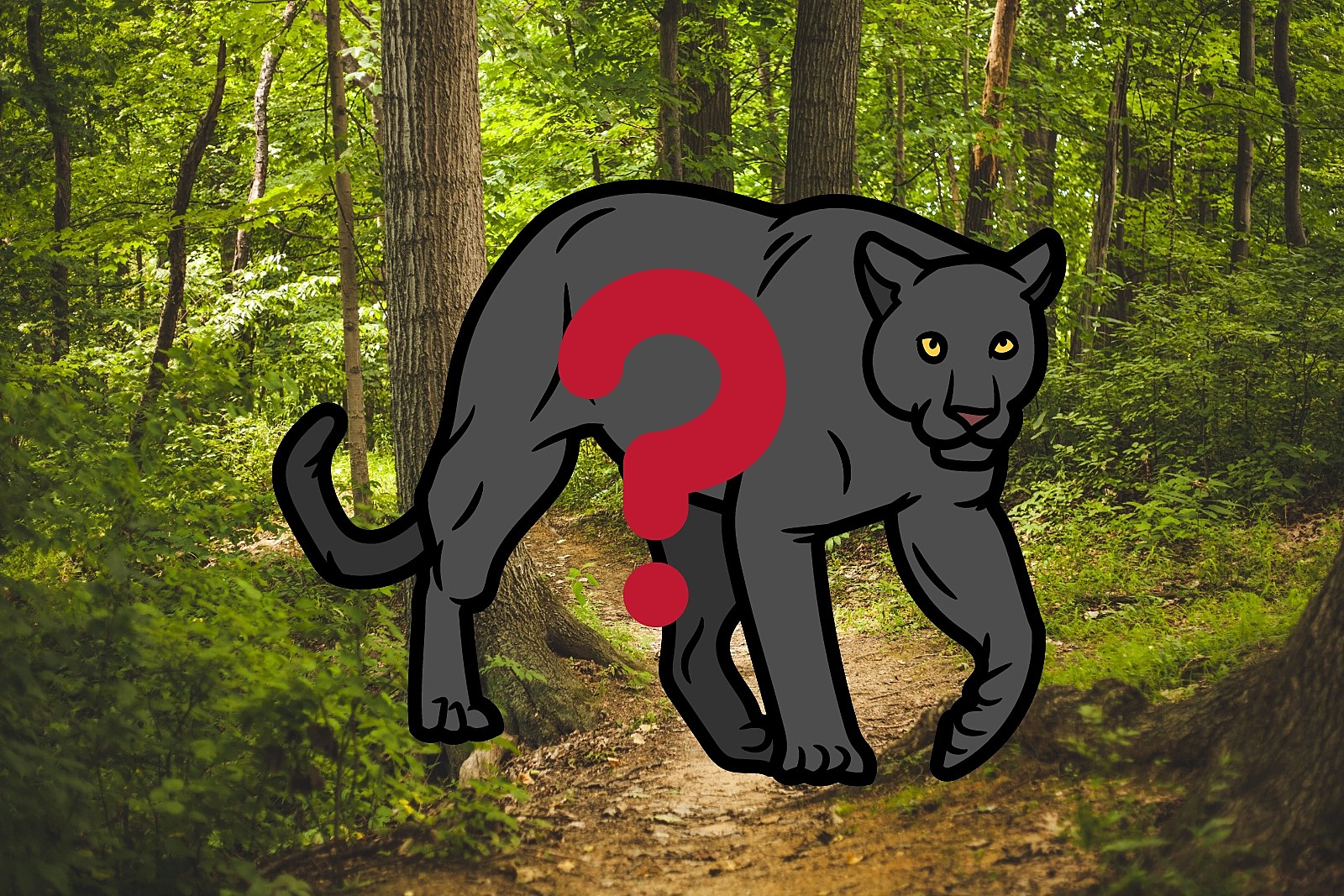 Is there a Black Panther Loose in Mays Landing, NJ?!