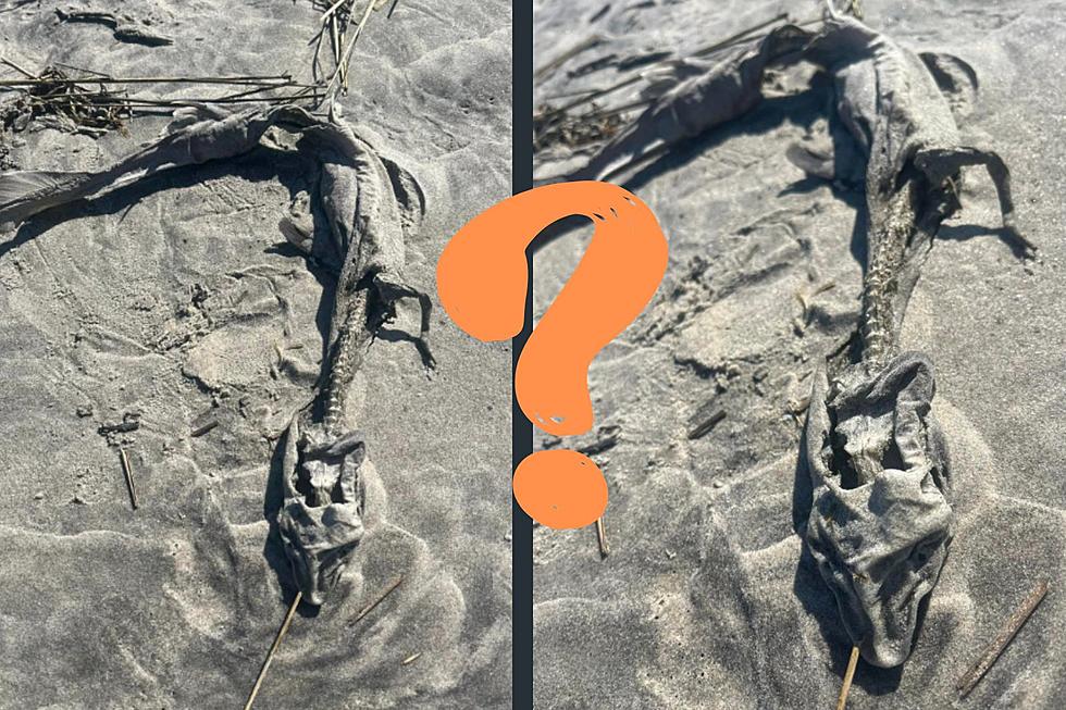 Creepy Skeleton Found On North Wildwood, NJ, Beach Looks Like A Dragon!