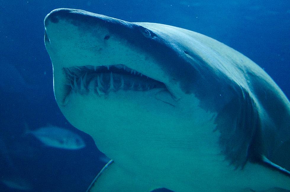 MASSIVE! 700 Lb Shark Spotted Off Coast Of Long Beach Island, NJ