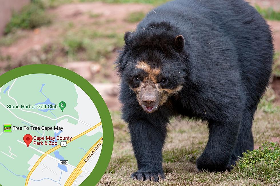 Meet The Newest Resident At Cape May Zoo, Billie Jean The Bear!
