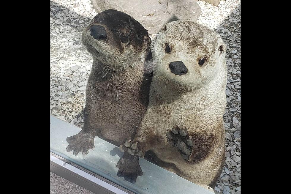 River Otters Taking A Break From Guests At The Cape May Zoo Next Week