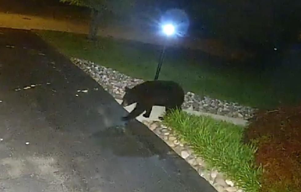 Resident Captures Bear on Video in Millville NJ Neighborhood