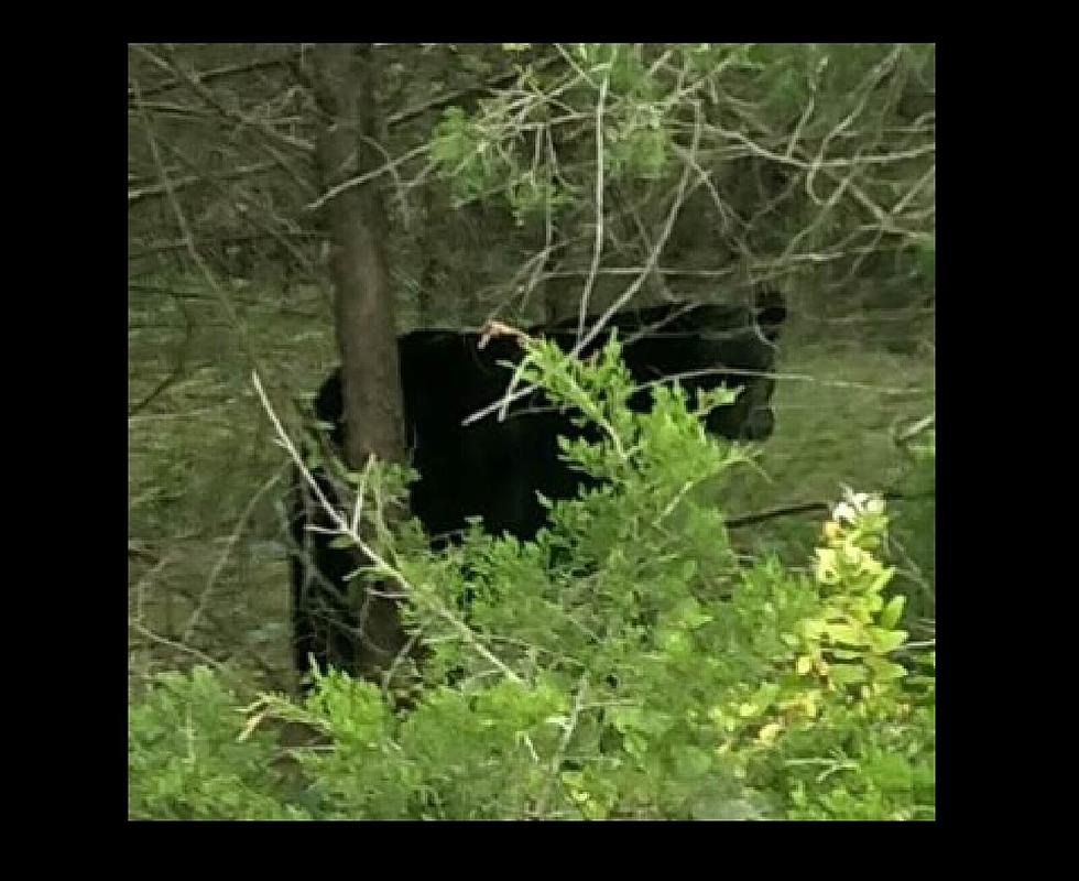 Another Bear Sighting in Cumberland County, NJ