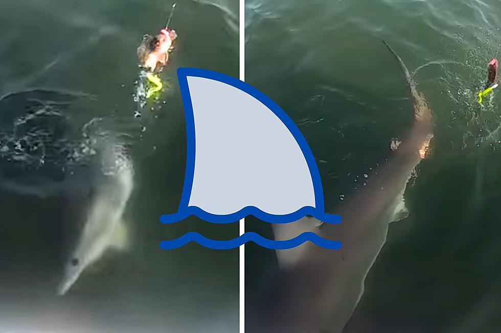 Watch Great White Shark Almost Collide With Boat At Jersey Shore