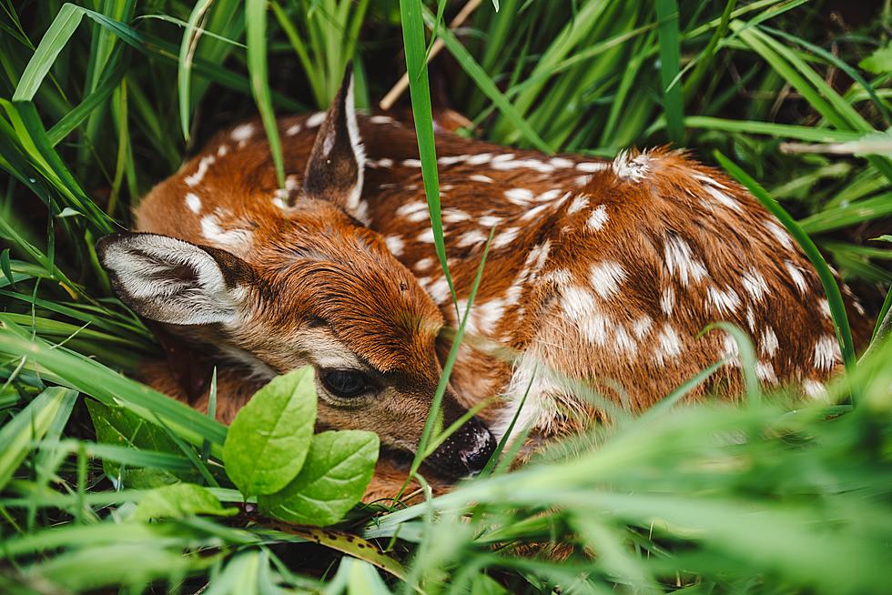 Leave that Abandoned New Jersey Baby Deer Alone