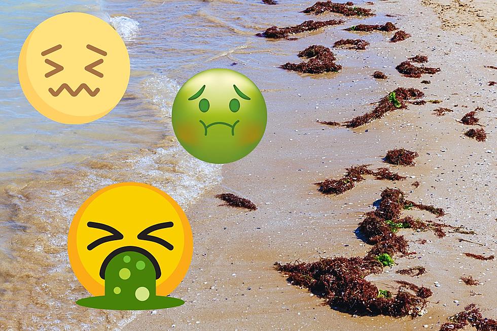 What’s Up With All The Seaweed Piled On The Beach In Somers Point, NJ?