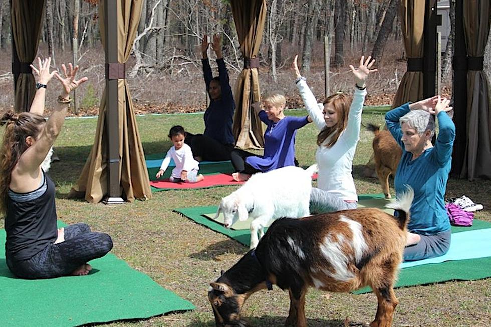 Yoga and… Goats? Try It This Weekend In Egg Harbor City, NJ