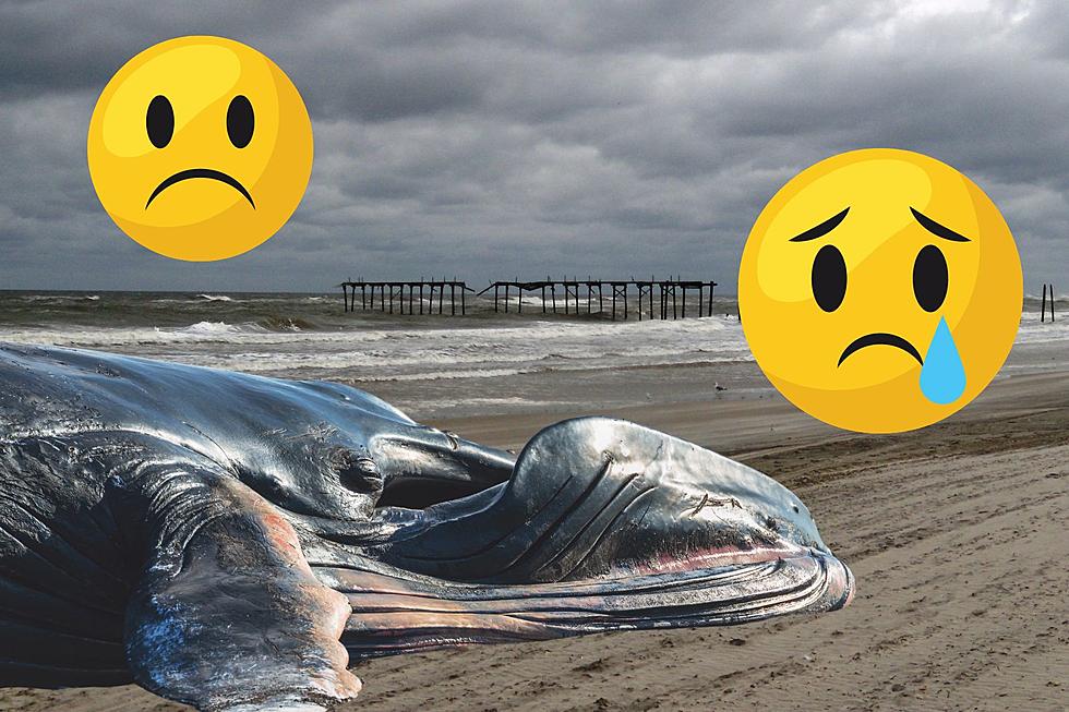 ANOTHER Dead Whale On The Jersey Coastline... WHY?