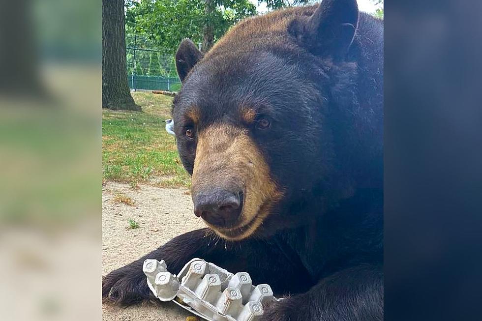 Save Your Recyclables For The Animals At The Cape May Zoo!