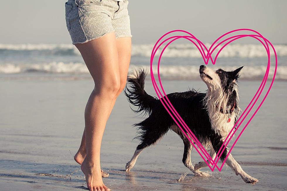 When Will Dogs Be Allowed Back Onto South Jersey Beaches?