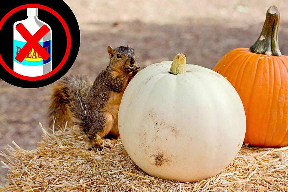 Love The Animals? Then, Stop Bleaching Your Pumpkins, New Jersey!