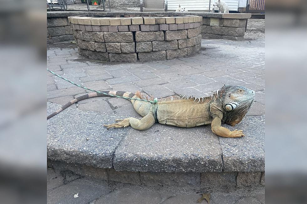 ANOTHER Iguana On The Loose In Absecon, NJ! Should We Name Him?