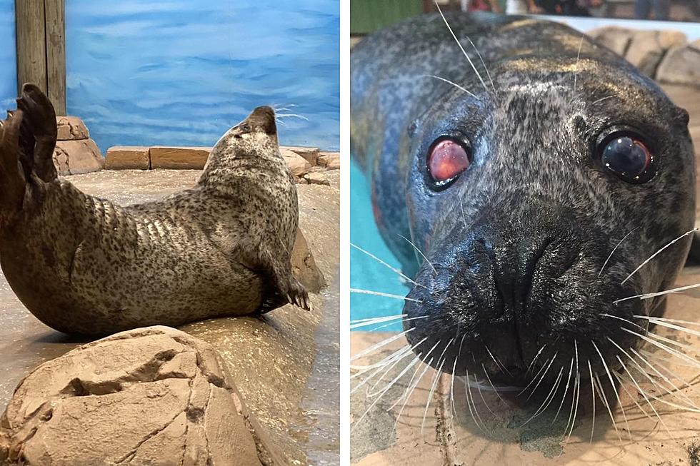 RIP! Jenkinson's Aquarium Mourns The Loss Of Beloved Seal