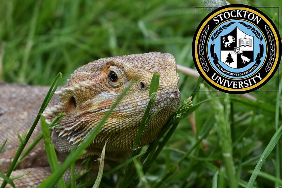 Bearded Dragon Spotted On Stockton Campus In Galloway, NJ