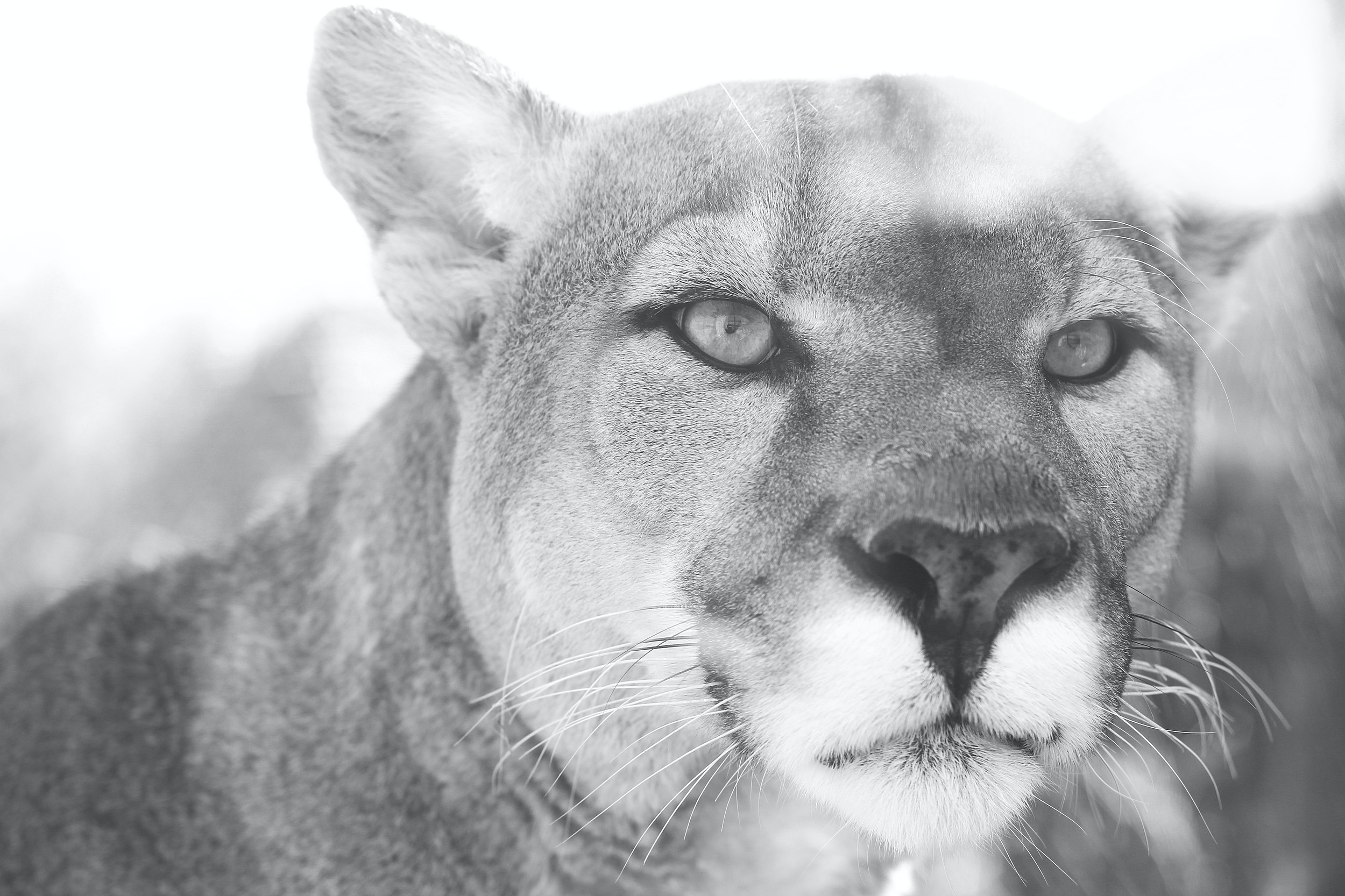 Have you seen a mountain lion in Bergen County? 