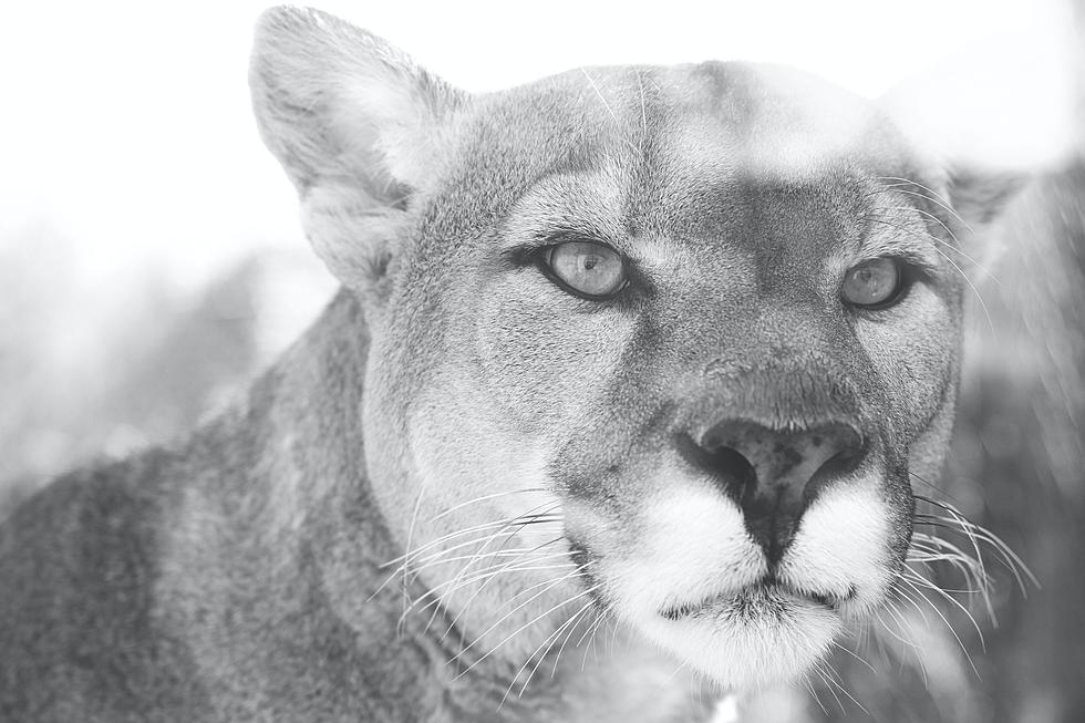 15 More New Jersey Residents Say They&#8217;ve Witnessed Mountain Lions