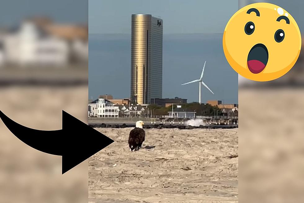 Bald Eagle Spotted on Cove Beach in Brigantine, NJ