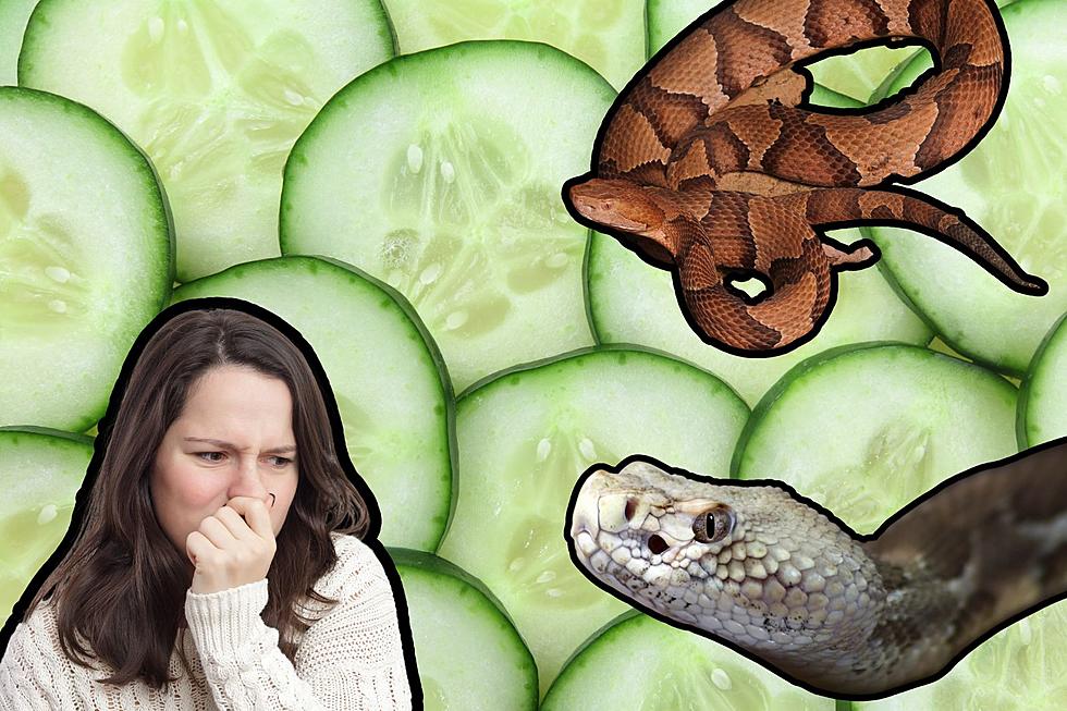 Your NJ Home Smells Like Cucumbers? Run As Fast As You Can