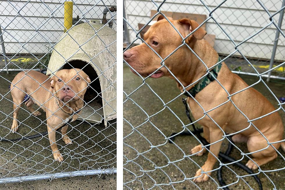 Lose Your Dog? Police Have Your Pit Bull In Mullica Township, NJ