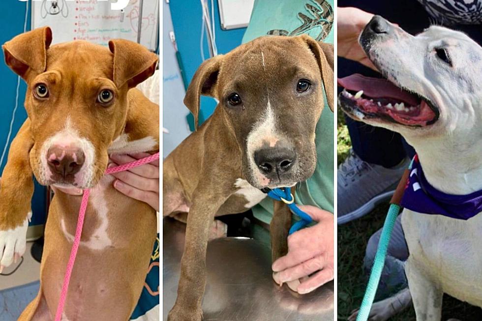 Can You Help These Pups? South Jersey Animal Shelter Badly Needs Fosters
