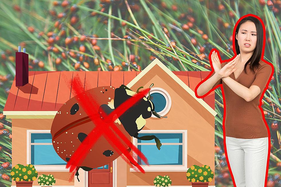 Not Ladybugs! Asian Lady Beetles Taking Over Plenty Of NJ Homes