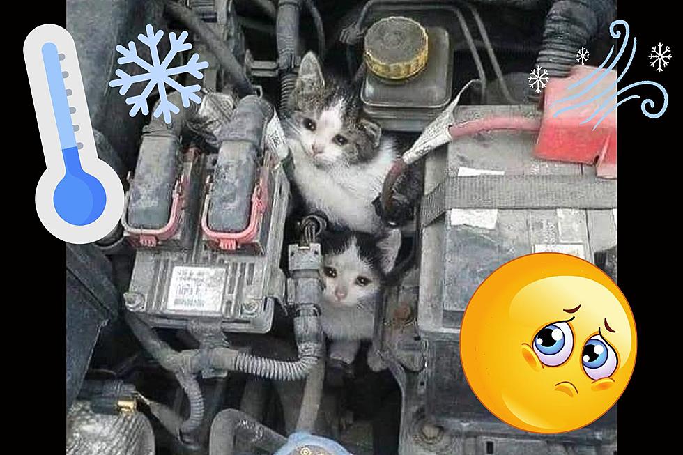 Chilly Weather Means Cats Under The Hood In NJ
