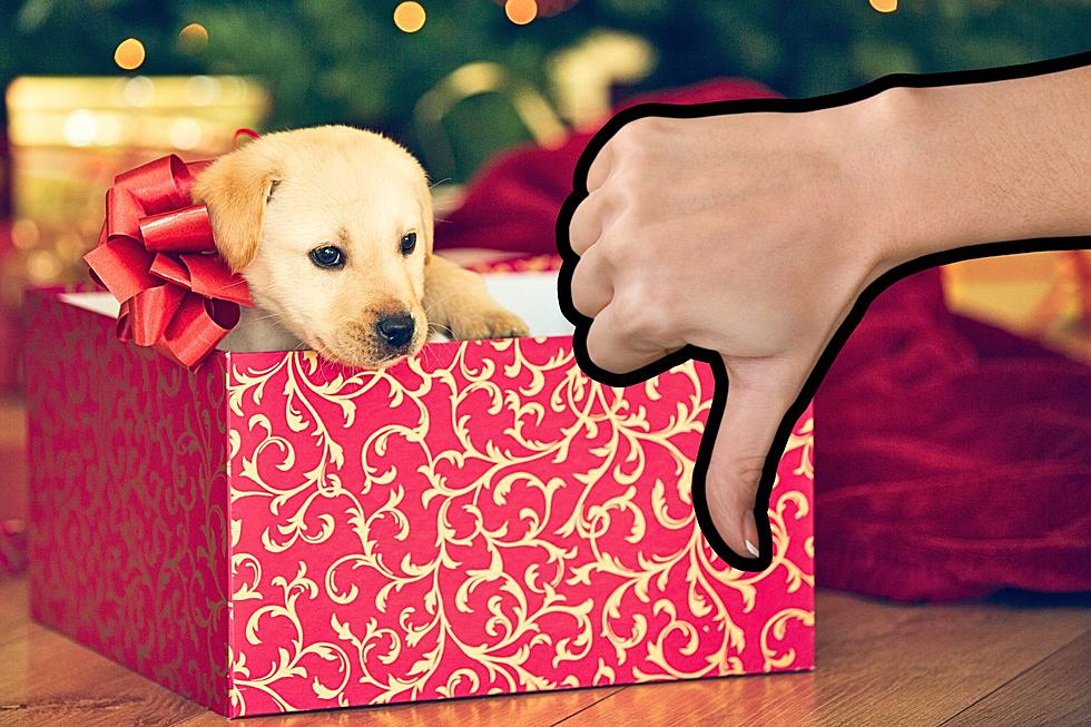 https://townsquare.media/site/396/files/2023/11/attachment-No-Pets-As-Christmas-Presents.jpg?w=980&q=75