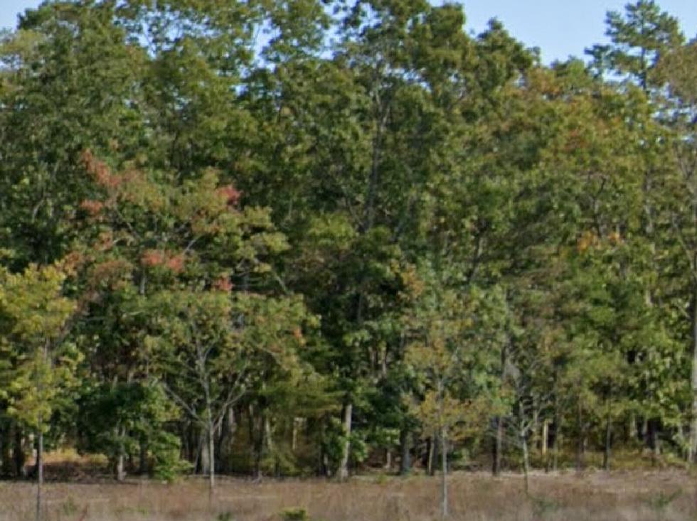 Couple Sees Mountain Lion Cross Road in Upper Township