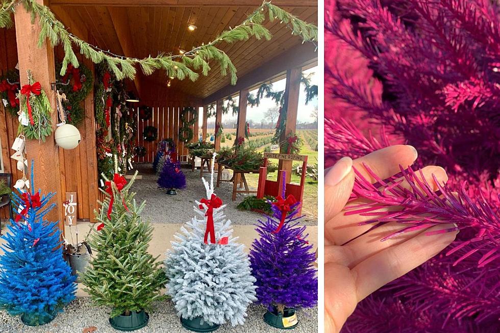 Get A Fun, Funky-Colored Christmas Tree At NJ’s Wyckoff’s Farm