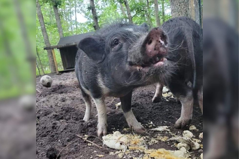 Two Bonded Potbelly Pigs Need New Home In Egg Harbor Township, NJ