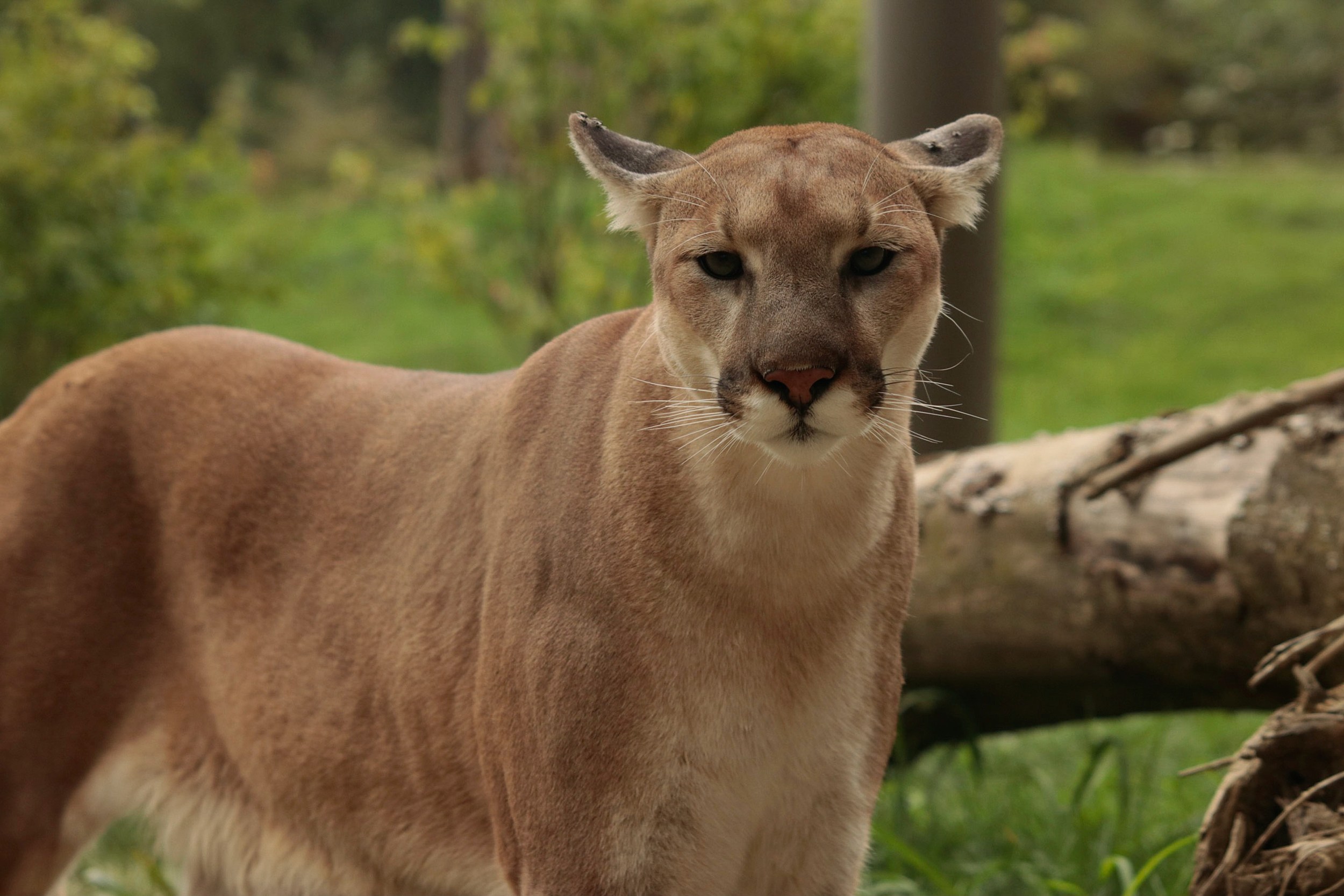 Mountain lion, or lions, won't leave Red Lodge