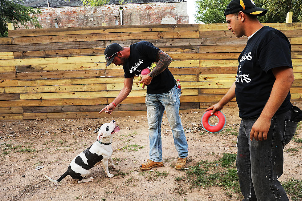 New Jersey Residents Don&#8217;t Trust Pit Bull Owners