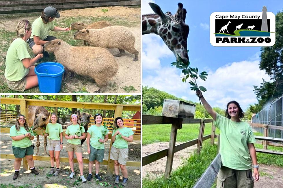 Want To Be A Zookeeper? Cape May Zoo Now Accepting Internship Applications!