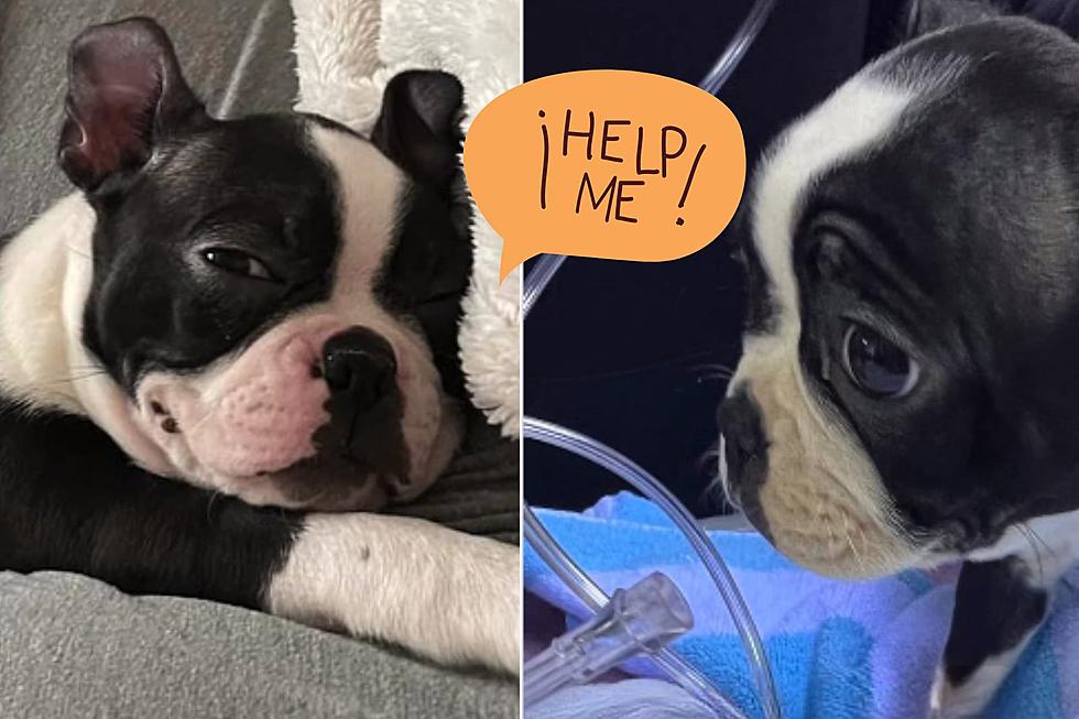 URGENT: Help This NJ Couple Bring Their Special Needs Puppy Home!