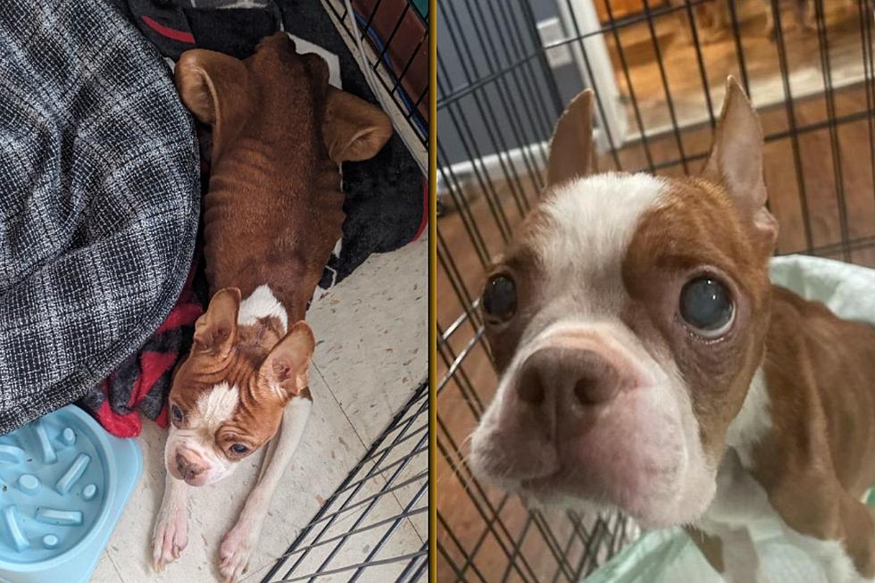 10-Year-Old Pup Found Barely Alive In South Jersey, Severe Animal Neglect Suspected