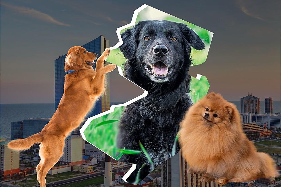 Here's What AI Created To Be The NJ State Dog