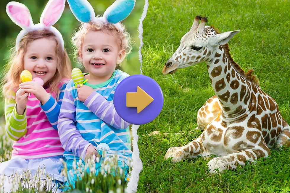 Make Easter An ‘Eggstravaganza’ With Animals At The Cape May Zoo