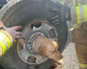 Franklinville NJ Firefighters Free Dog With Head Stuck in Wheel