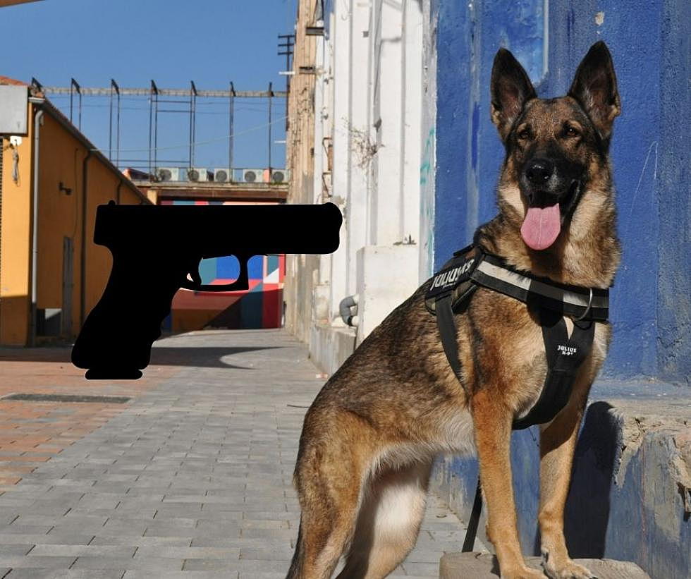 Wildwood Crest Police Dog Sniffs Out Illegal Gun