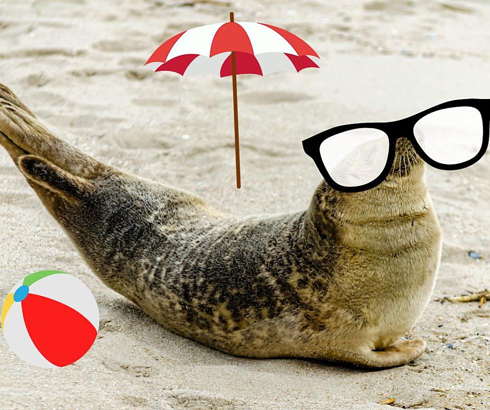 New Jersey Beaches: There Are Seals Everywhere!