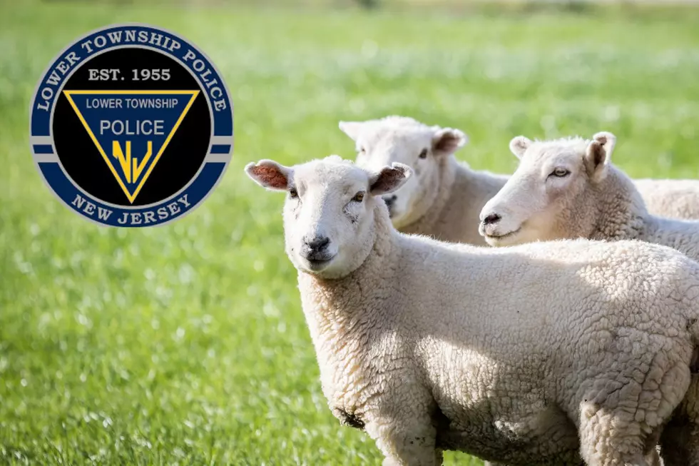Police Trade In Criminals For Sheep In Lower Township, NJ