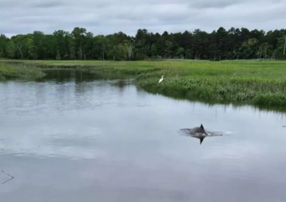 20 Best Names for the Dolphin Stuck in Cape May Court House Creek