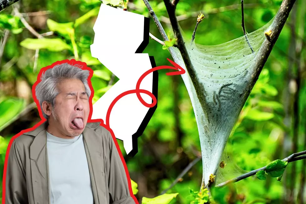 WTF Are The Nasty Cocoon Webs Popping Up In New Jersey's Bushes?