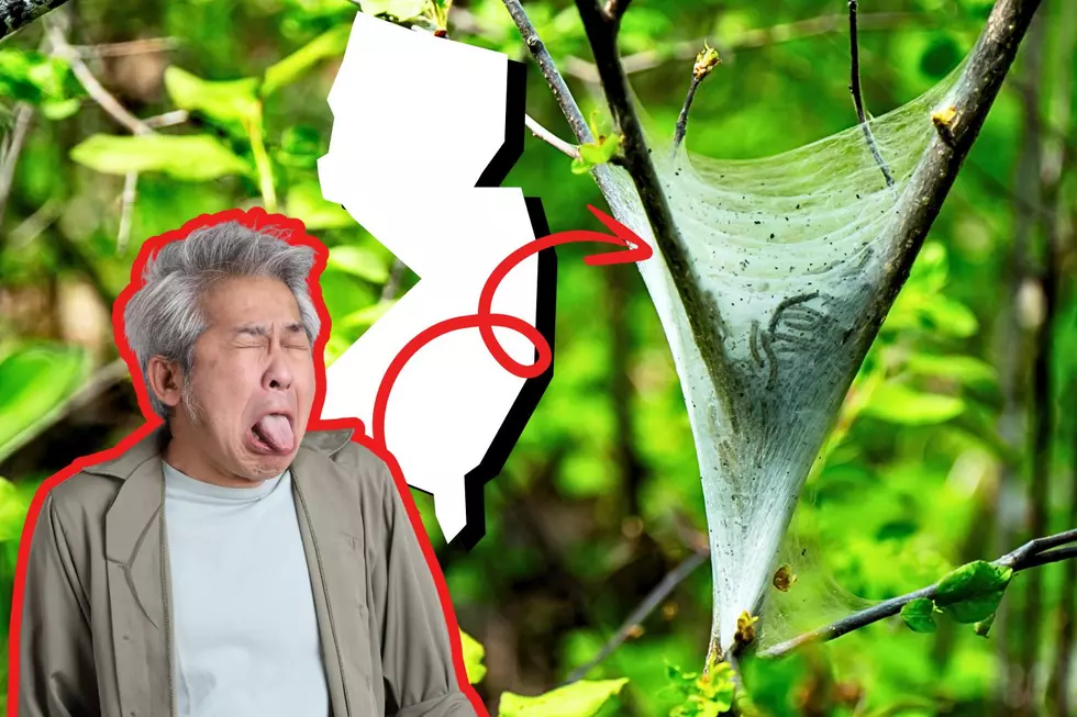 WTF Are These Nasty Cocoon Webs In The Bushes Of New Jersey?