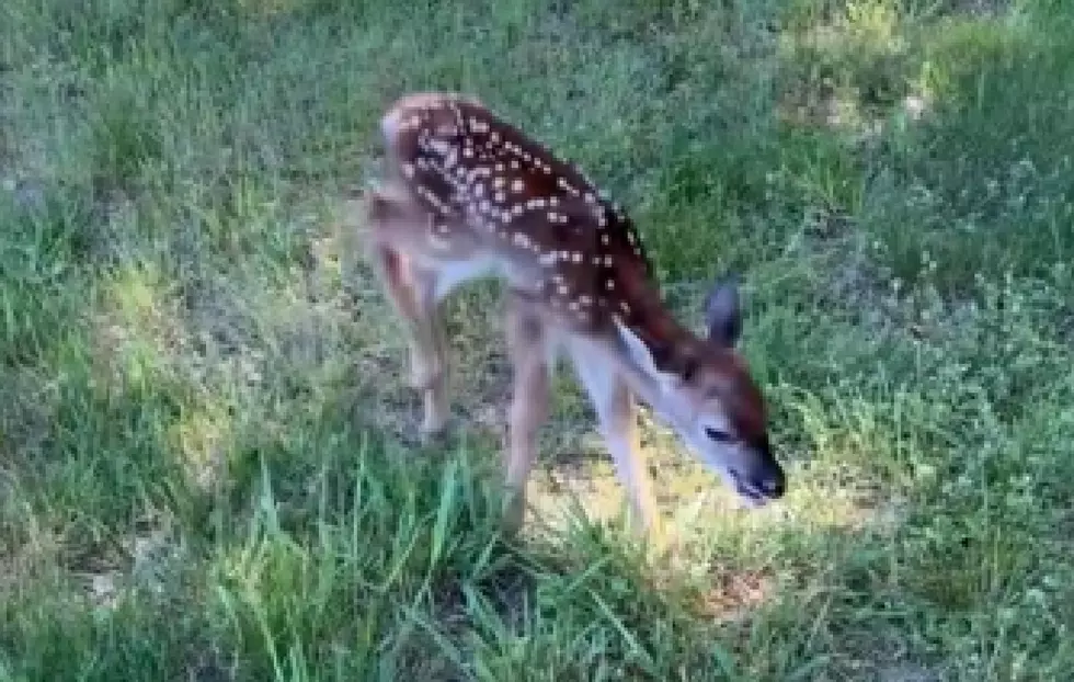 Hey, Jersey, Here&#8217;s Best Advice About That Baby Deer in Your Yard