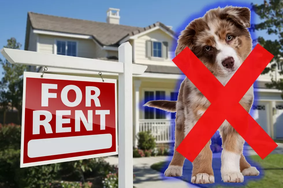 Survey Shows It's Not Easy To Rent With A Dog In New Jersey