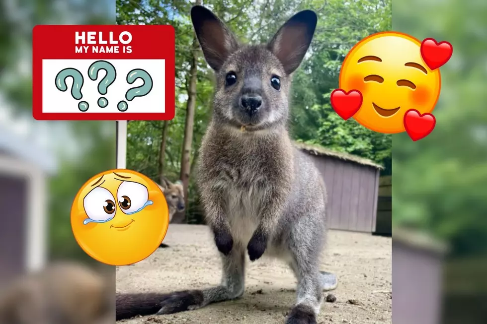 Cape May Zoo Wants YOU To Choose Baby Wallaby's New Name