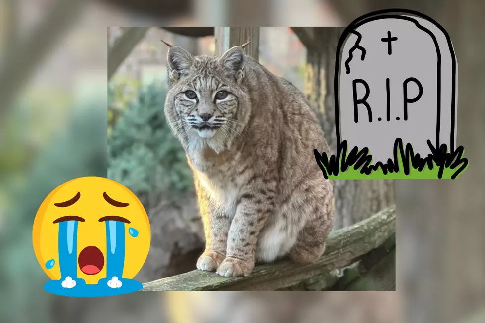 RIP, Mr. Peepers, The 20-Year-Old Bobcat At Cape May Zoo
